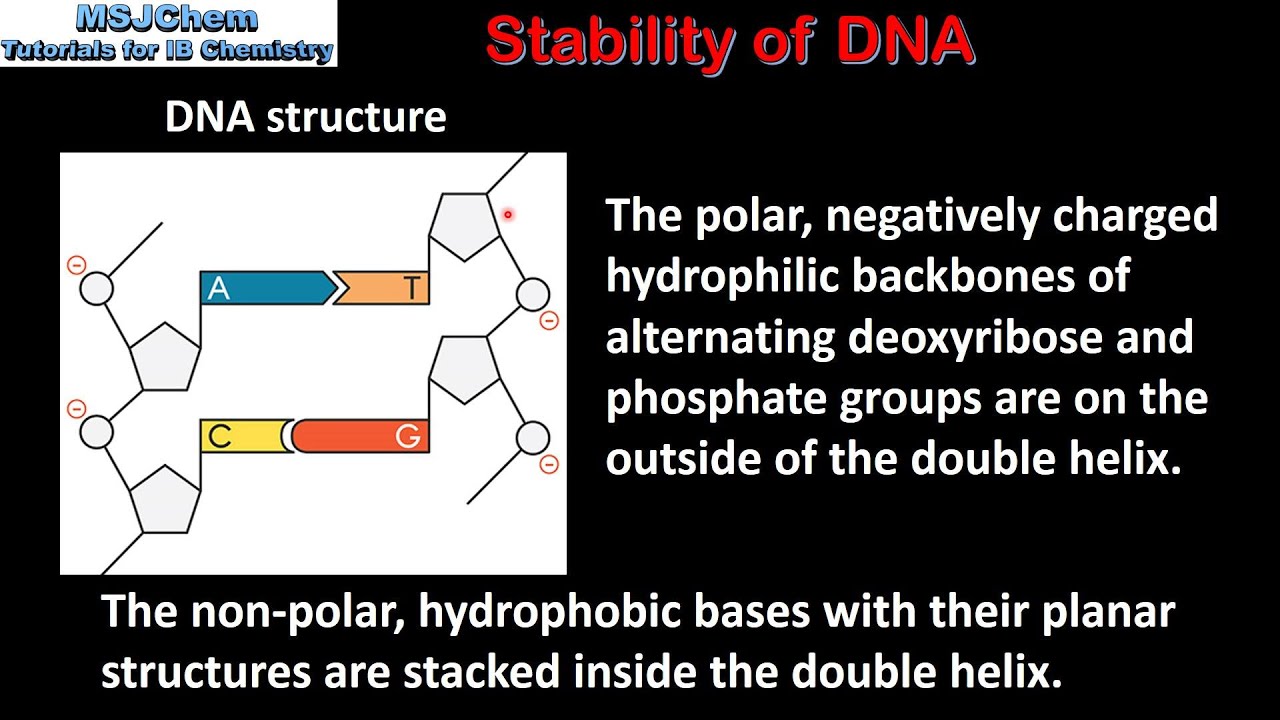 B.8 Stability of DNA (HL)