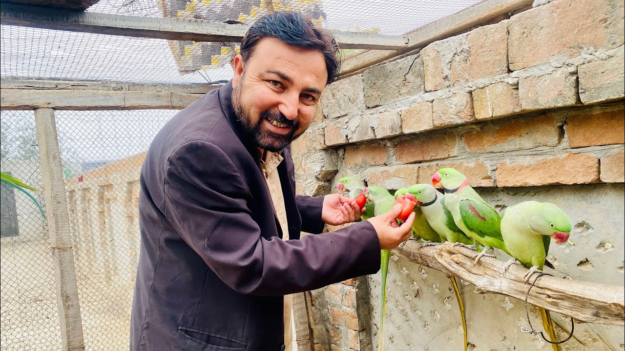 Cloudy and Harsh winter day with Raw parrotts ❣️❣️🦜🦜