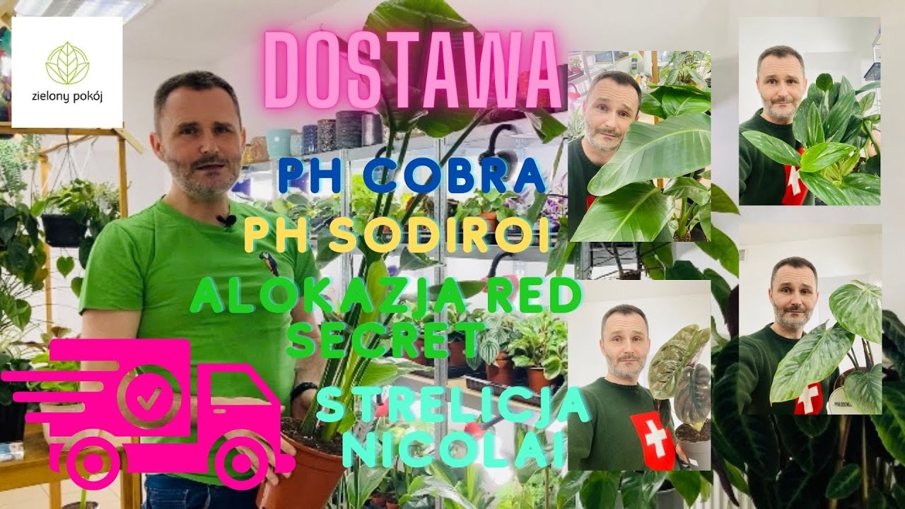 Dostawa roślin na Wasze życzenie Ph Sodiroi, Ph Cobra, Alokazja Red Secret i wiele innych nowości.