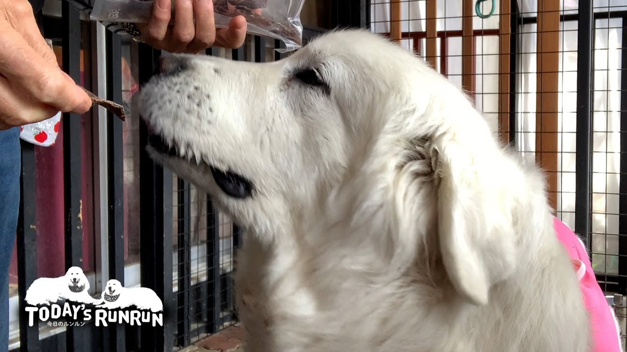 ルンルンお腹が空いてご飯を食べ始める　Great Pyrenees　グレートピレニーズ