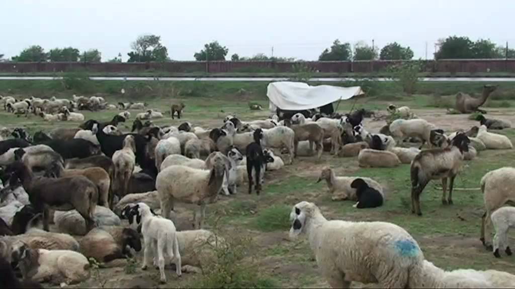 Rabari - Inde, état du Gujerat