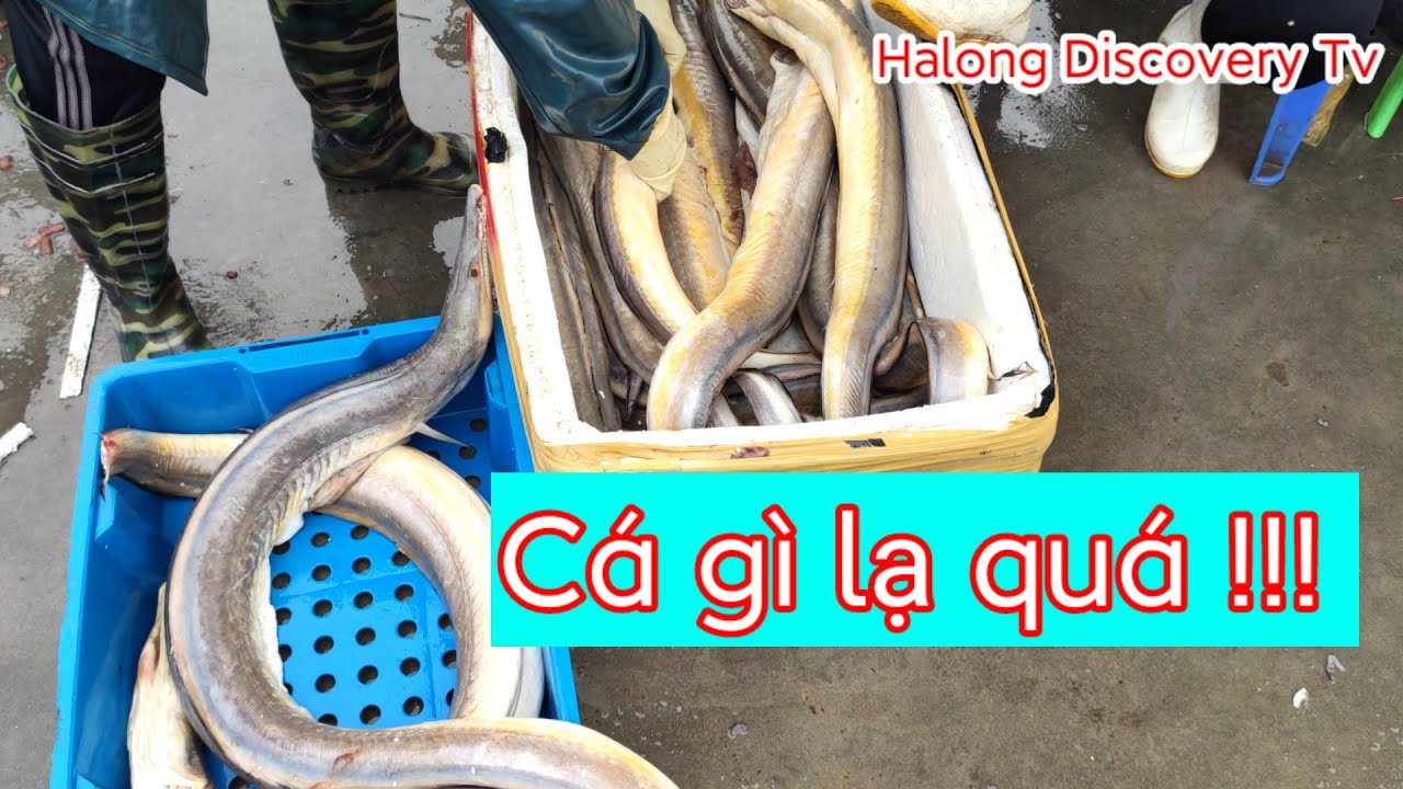 Khám phá chợ cá lớn nhất Đồ Sơn - Hải Phòng | Halong Discovery Tv