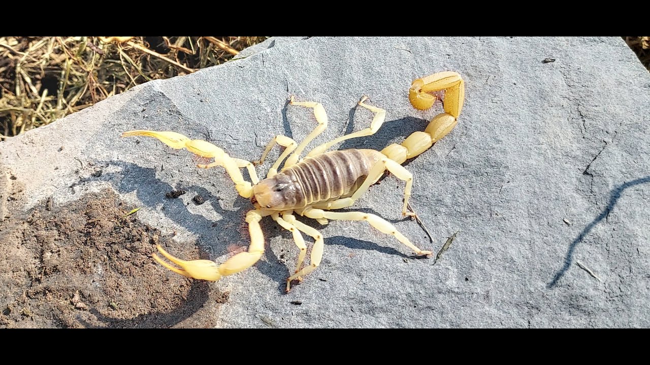 Arizona Insect Adventure Pt1 - Vekol Valley.