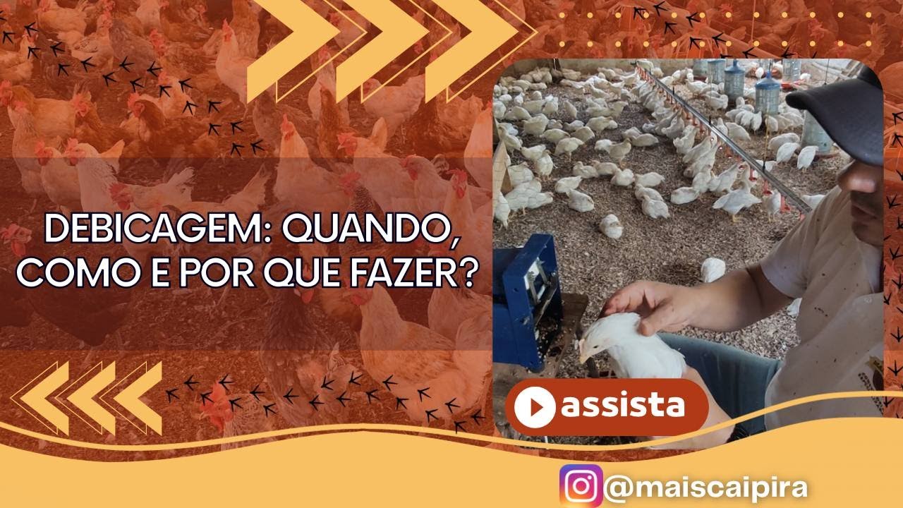 Debicagem: Quando, Como e Por Que Fazer? Entenda a Importância