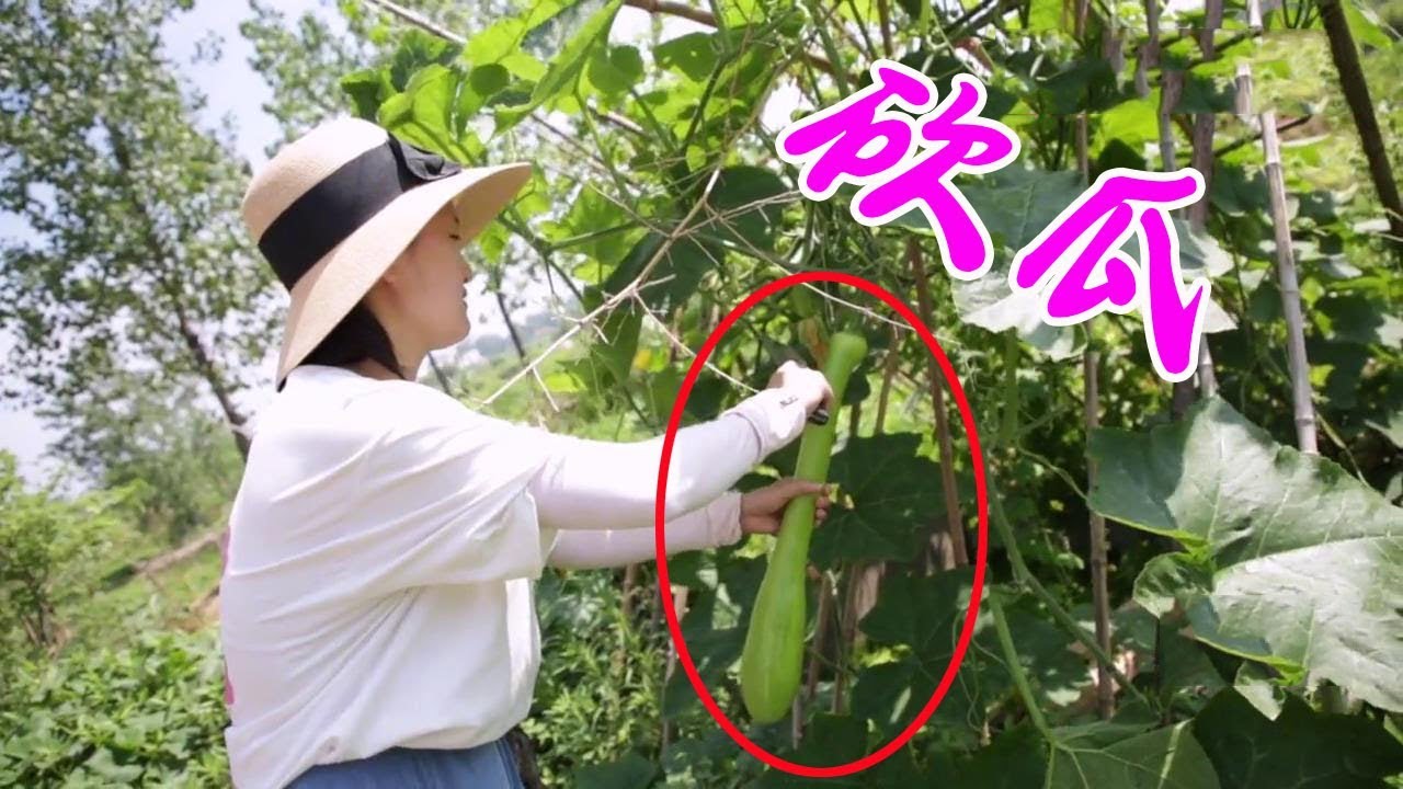 明明家菜园引进的砍瓜成熟了，娟子和三爹都没见过，砍一截尝尝鲜【五夜】