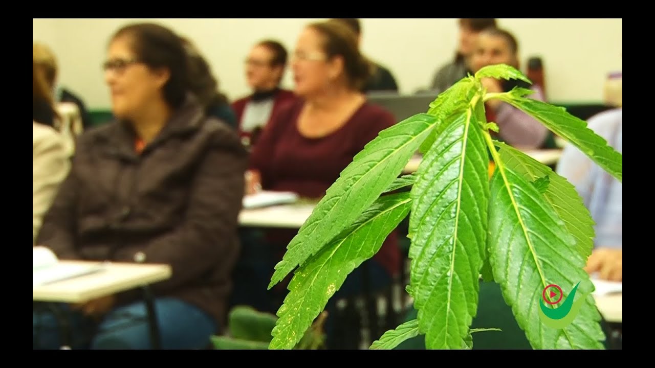 Fitoterapia Revelada: O Poder das Plantas Medicinais | Unesc TV
