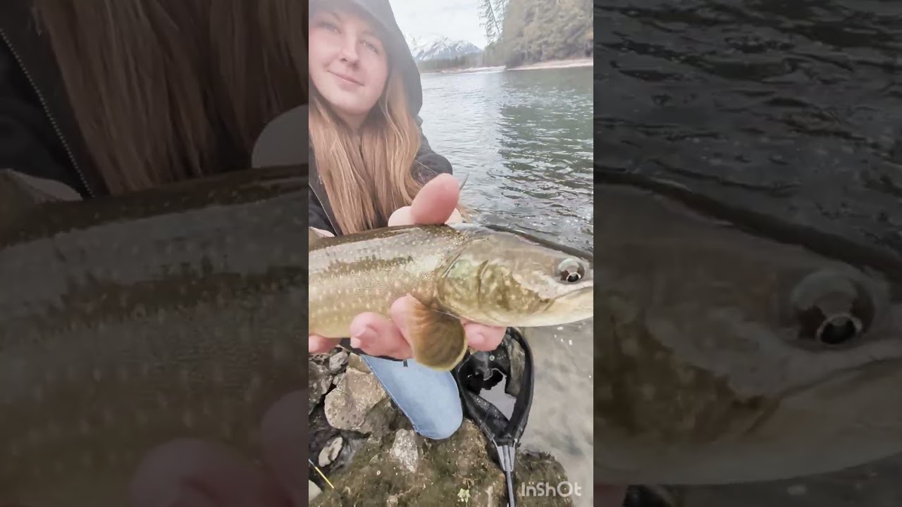 Bull Trout on the Elk River in Fernie BC