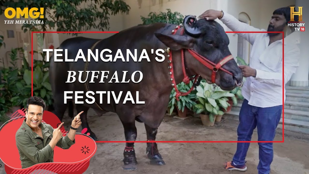 Every buffalo at this festival costs more than a luxury car! #OMGIndia S06E07 Story 2