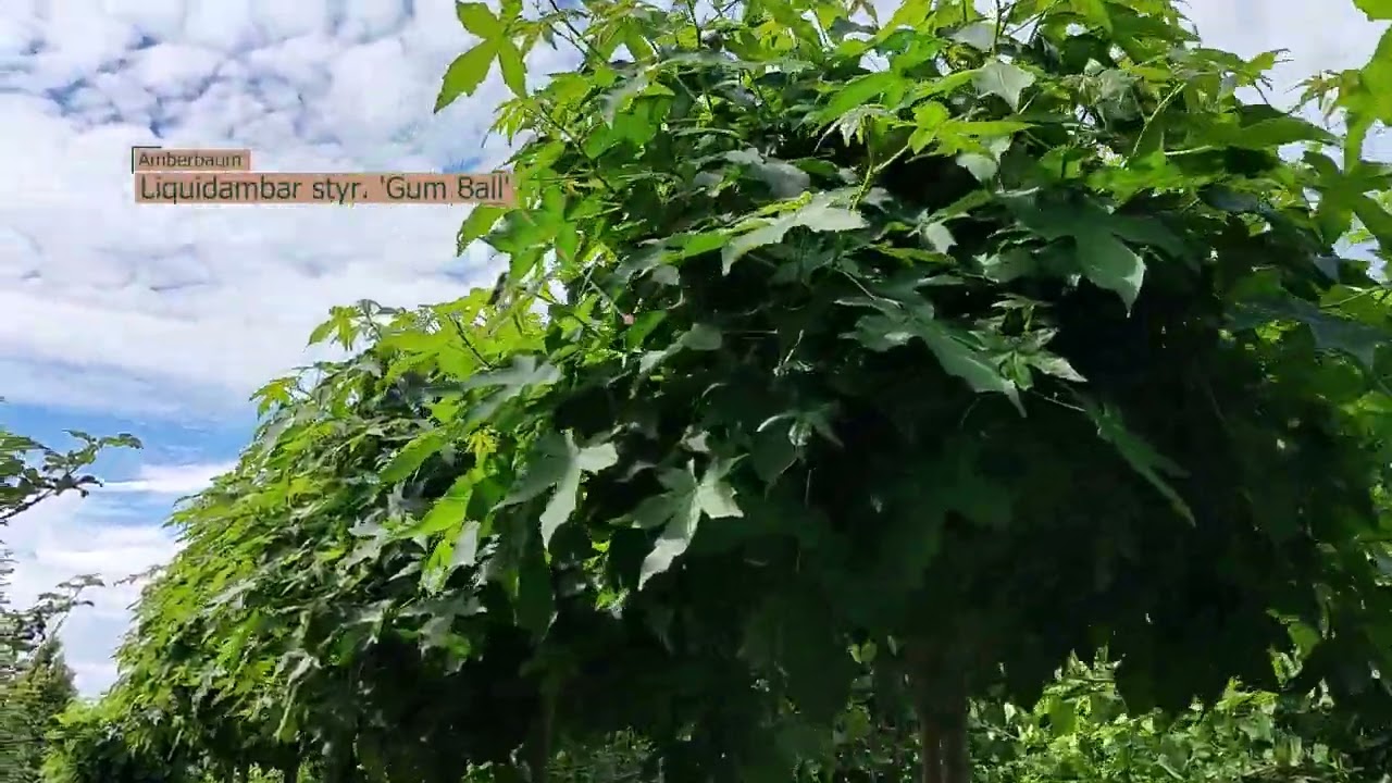 Kugelbäume kaufen? 🌳 Entdecken Sie die verschiedenen Kugelbäume