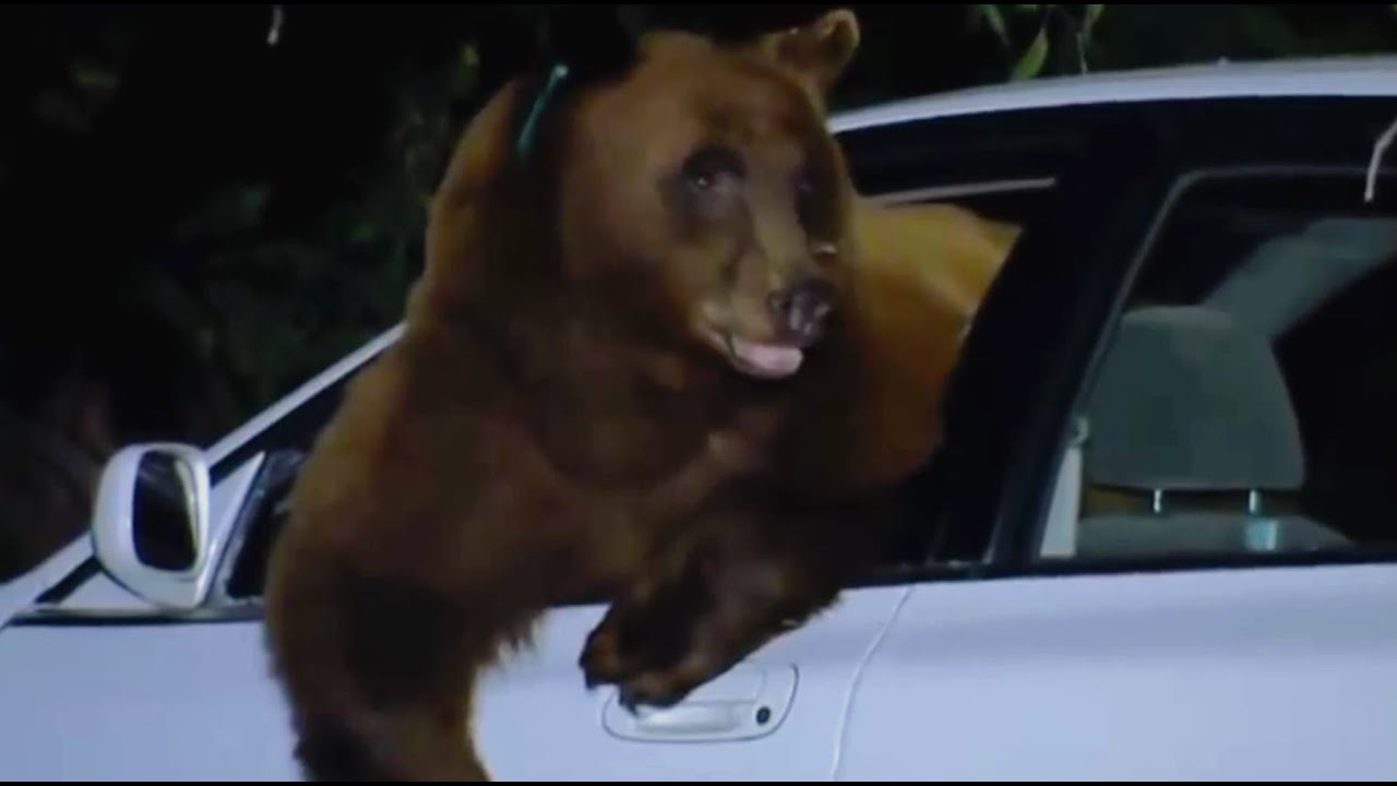 Police Catch Bear Breaking into Cars! | Bear Crimes | BBC Earth
