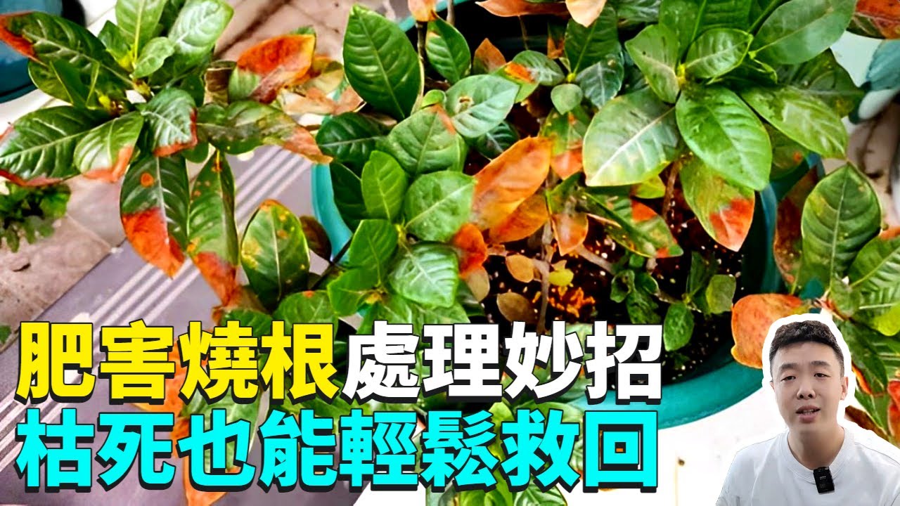 肥害黃葉和燒根怎麼辦？試試三個&ldquo;急救&rdquo;方法，救回來還能越養越多|栀子花|禪藝綠植工作室