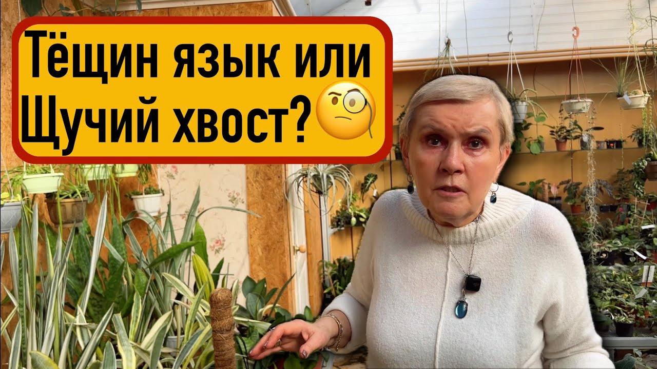 Сансивиерия | Эльмира Тофиковна советует!