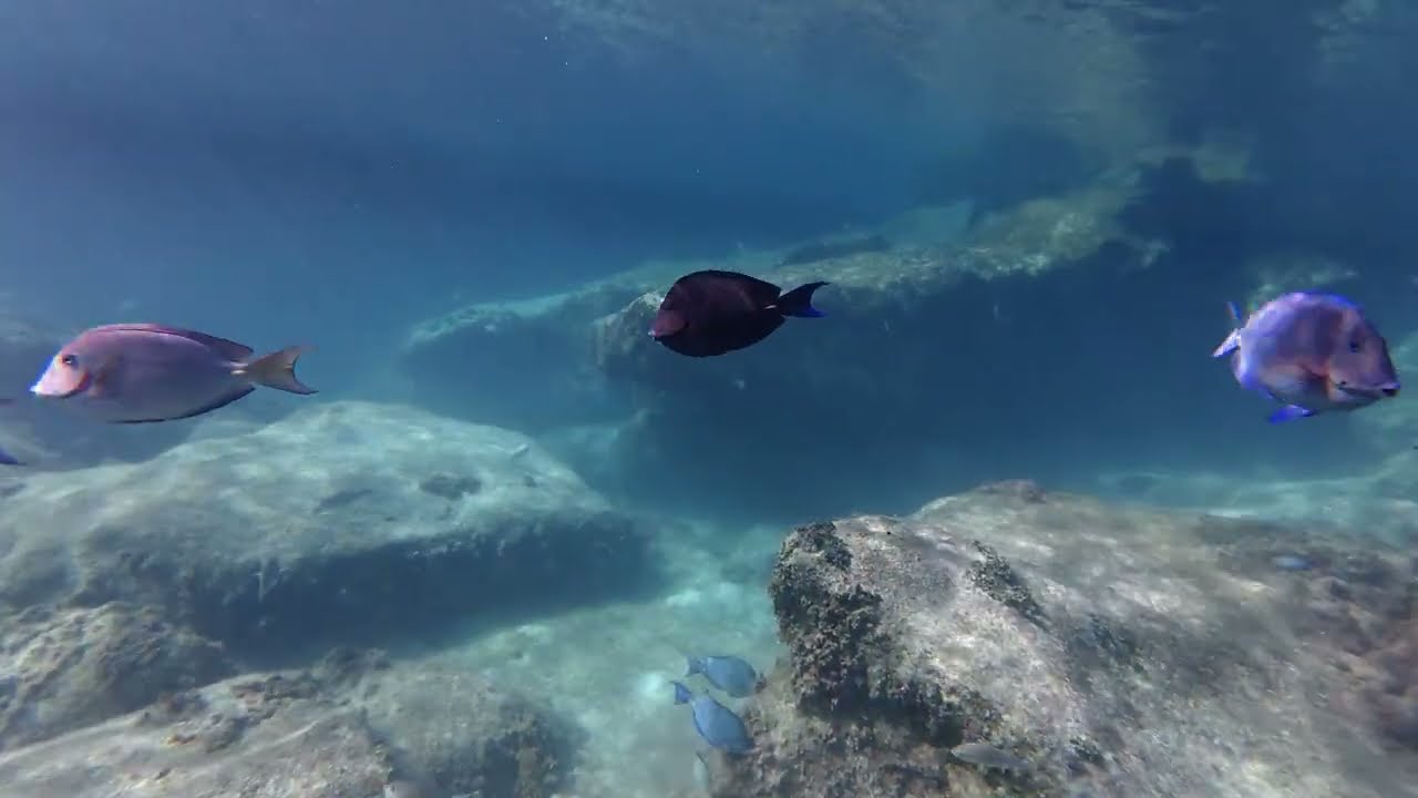 Snorkeling in the Mexican Riviera