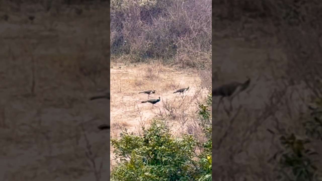 Spotted queue of peacocks 🦚 today