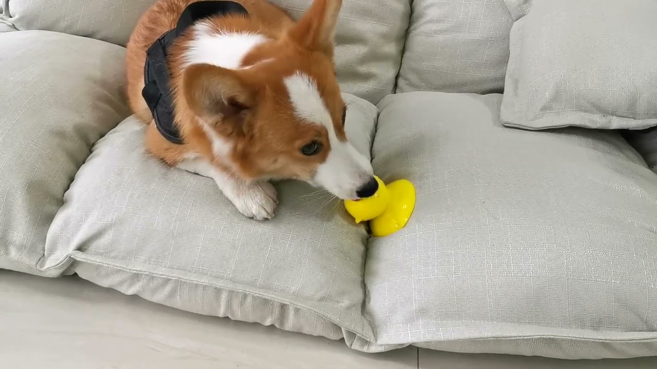 Pig Shape Rubber Chew Toy Detachable Lick Toy Bite Resistant Dog Toy