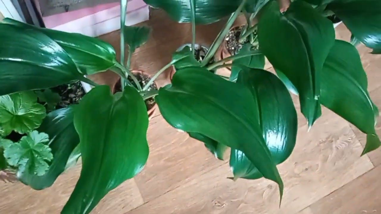 Мендеги чоң жанылык