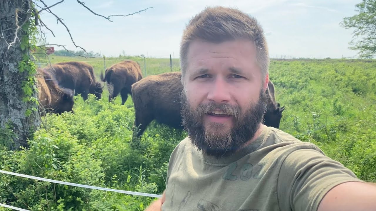 Mob Grazing Buffalo In The Trees