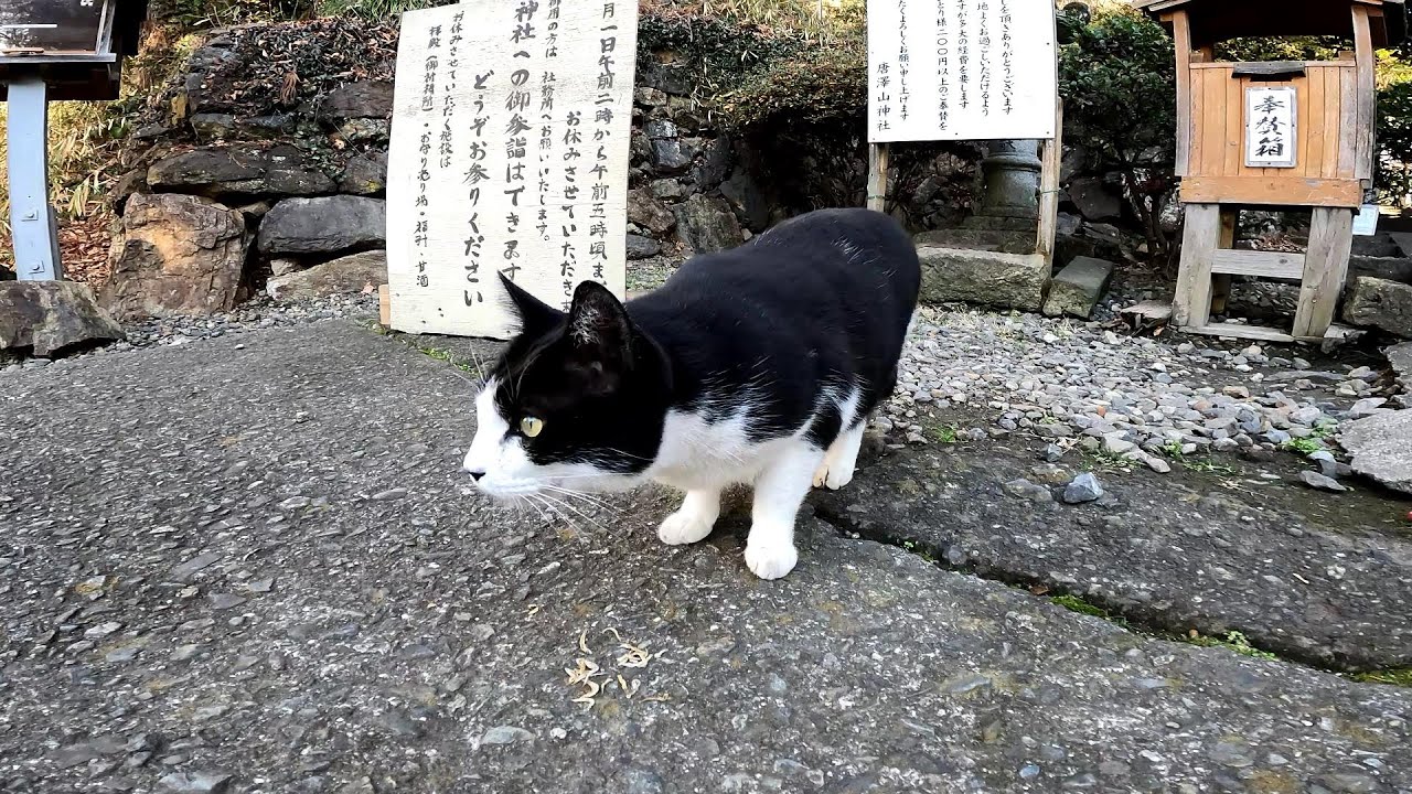 野良猫のパトロールについて行ってみました