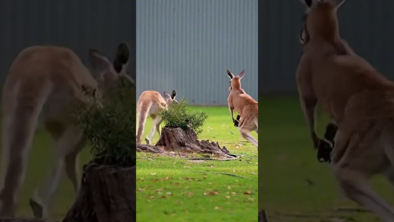 🦘draw🦘 Create Stunning Kangaroo Art Fast 