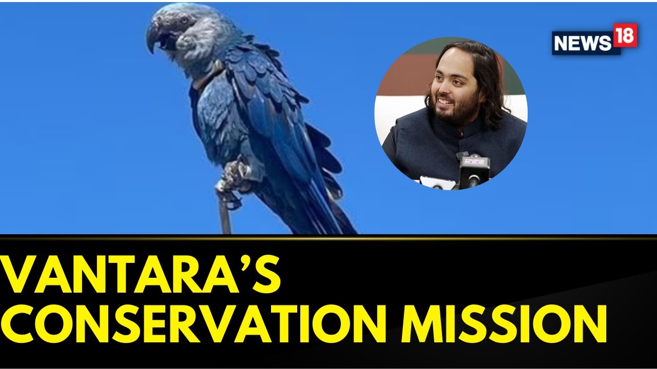 Vantara Partners With ACTP To Reintroduce 41 Spix&rsquo;s Macaws In Brazil | Anant Ambani | News18