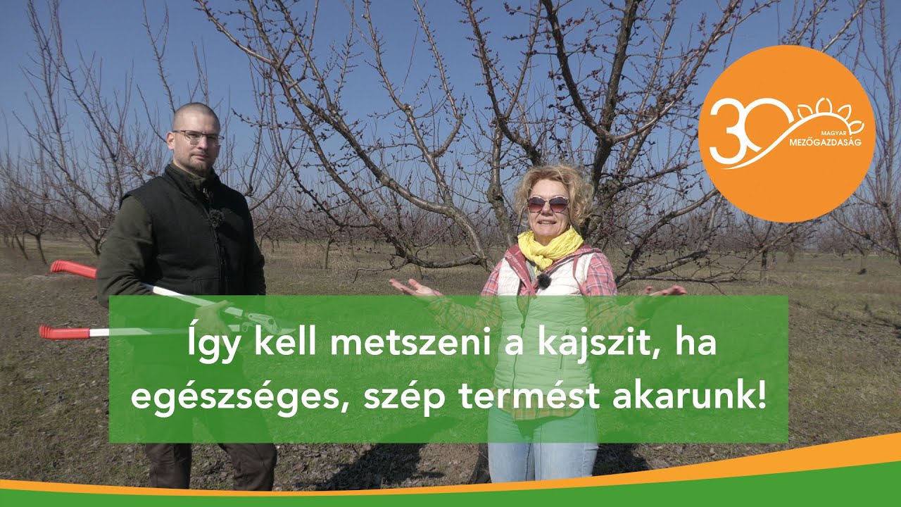 MMG - A kajszi metszése felsőfokon