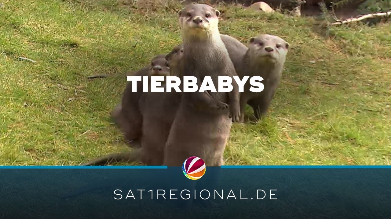 Niedlicher Nachwuchs im Wildpark Schwarze Berge