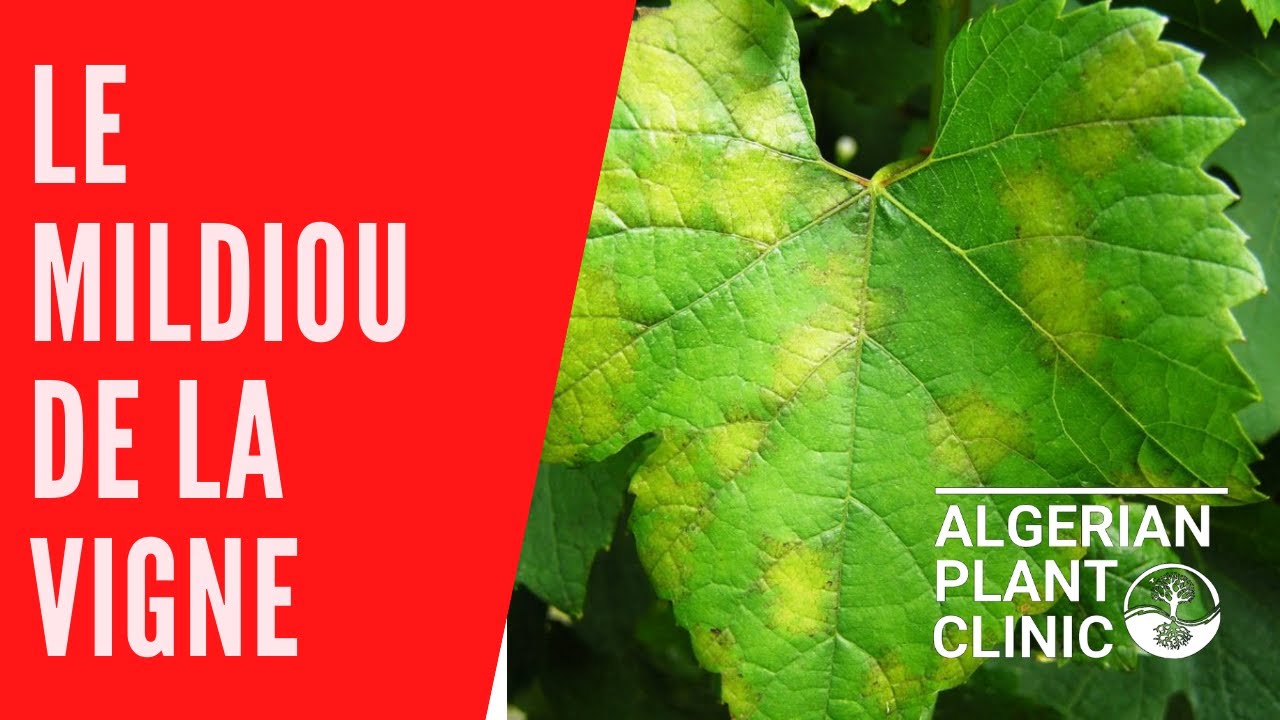 Le Mildiou de la vigne - Grapevine Downy Mildew