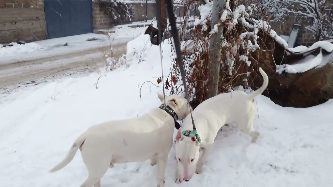 Деревенские парни и подружка Линда 🐾💕 Снап и Дэнни Бультерьеры