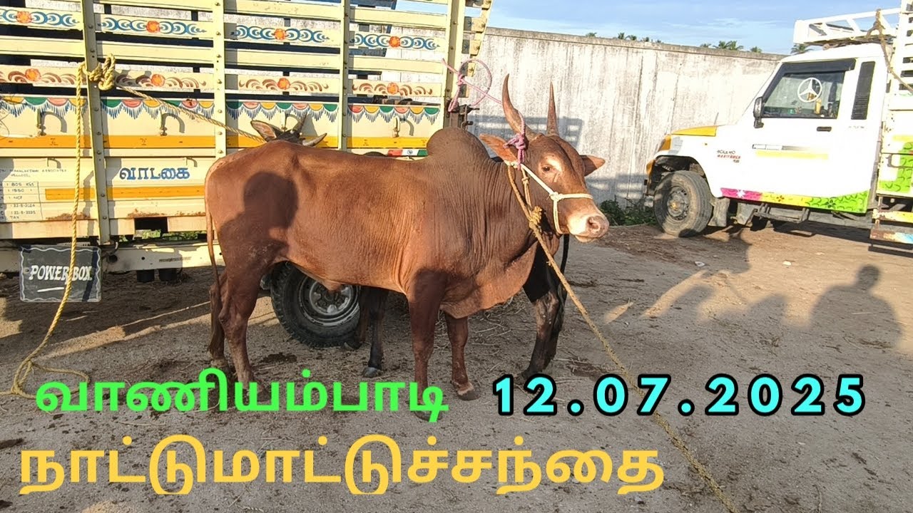 12.07.2025 வாணியம்பாடி நாட்டுமாட்டுசந்தை #nammaoorusanthai #cow #cattlemarket
