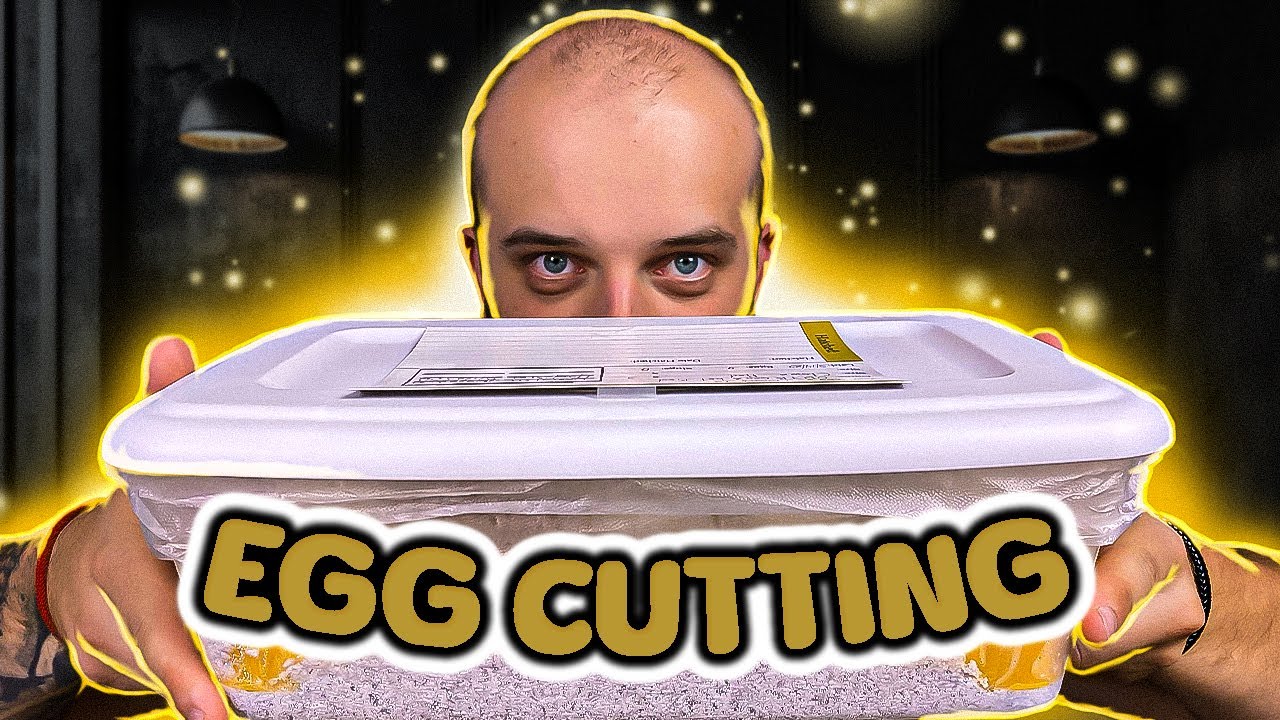 CUTTING LAVENDER PIED BALL PYTHON EGGS!