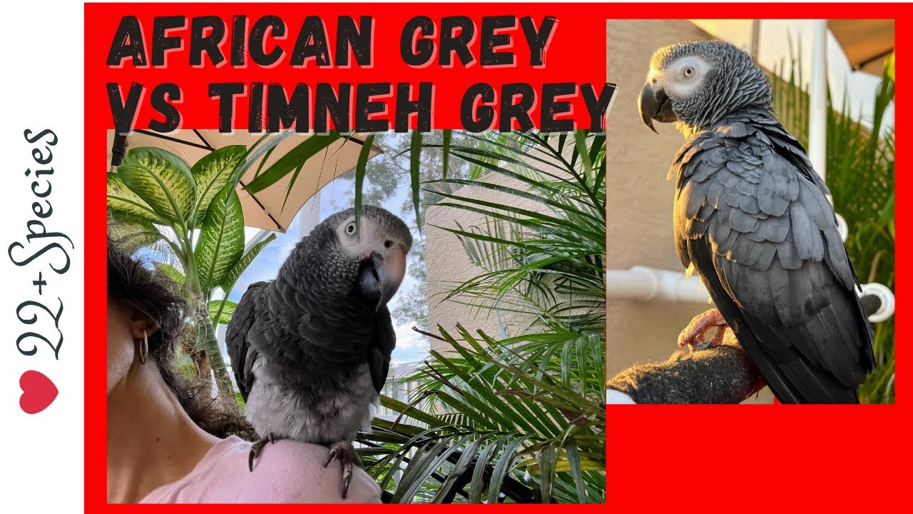 Feathered Face-Off: African Grey vs. Timneh Parrot & Timneh 1st Impressions | #parrot_bliss