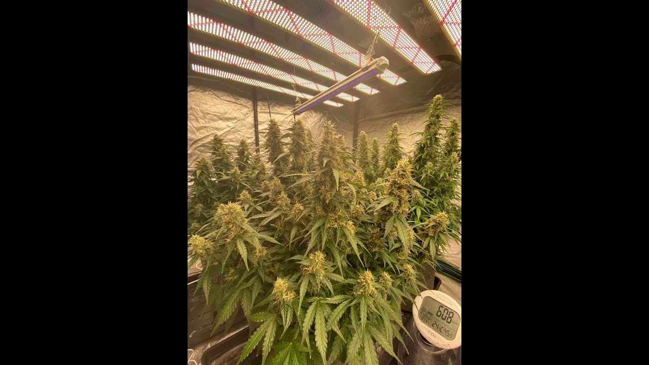 Auto Critical Orange Punch  & Skysaber 720w LED grow lights 72 days from seed