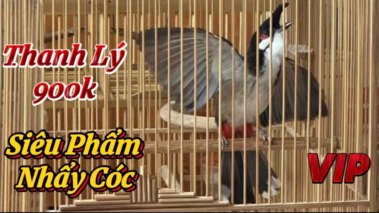 21/2 siêu phẩm mộc rừng / máy ché phách chơi nhảy cóc / siêu lì đòn 