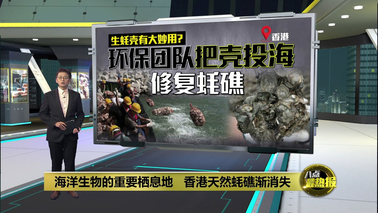 海洋生物的重要栖息地   香港天然蚝礁渐消失 | 八点最热报 25/01/2026