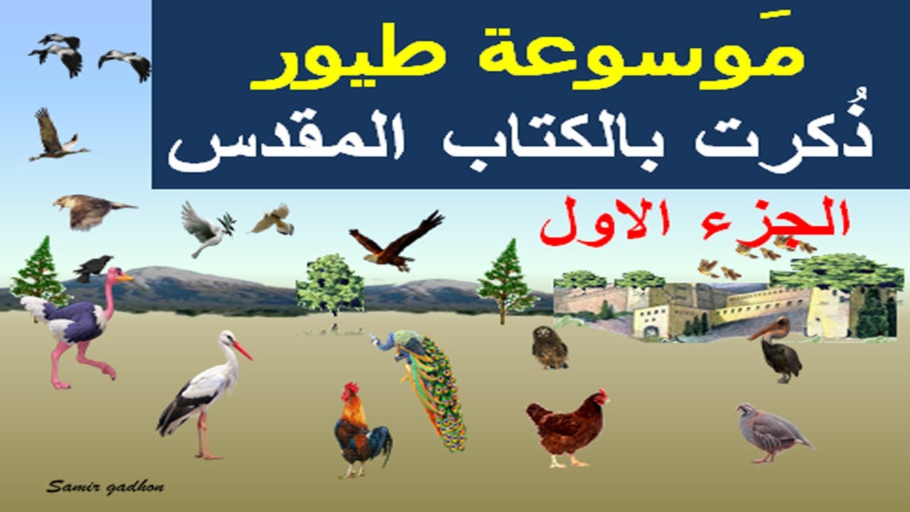 معلومات عن طيور ذكرت بالكتاب المقدس تعرّف علي اصواتها و صفاتها ورموزها (الجزء الاول )