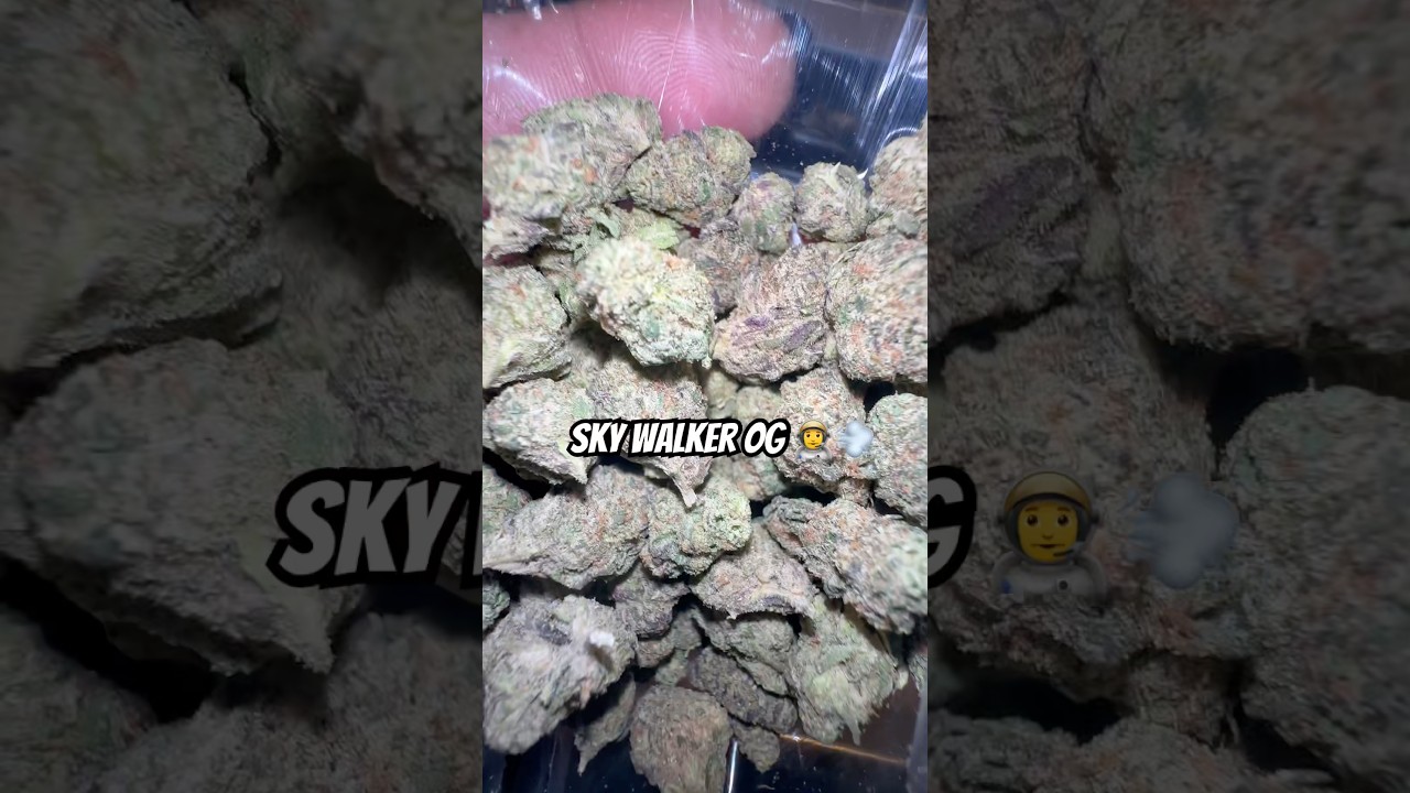 Skywalker OG Greenhouse Smalls | THCA KING  #420community #weedcommunity #stayhigh