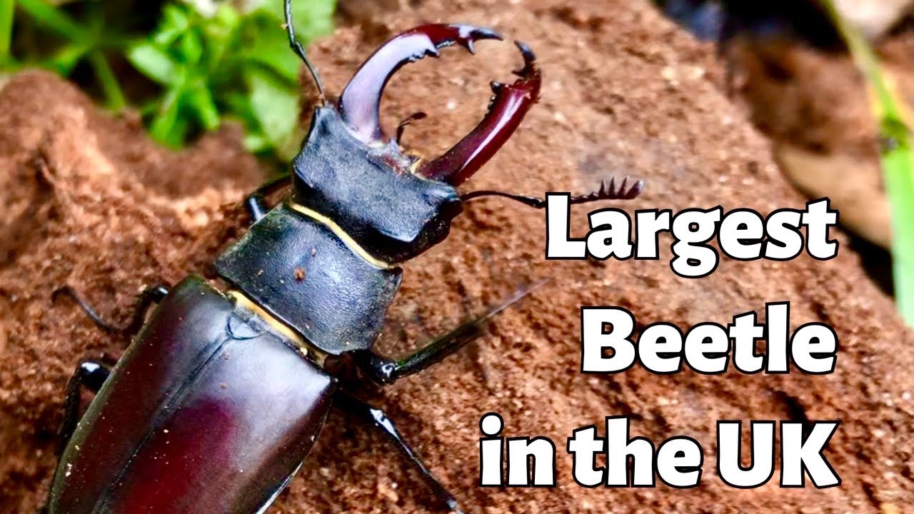 Stag Beetles - The Largest Beetle in the UK - Male, Female and Larvae - 4K