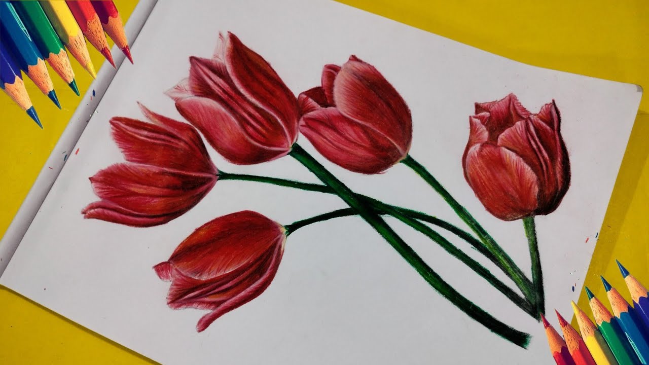 Tulip Flower Realistic Drawing|| Colour Pencil Flower Drawing🌷