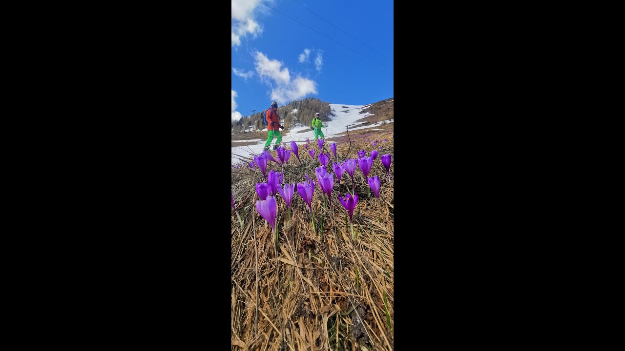 Schi pe Carp Sinaia 9.05.2021 by Mister Fox