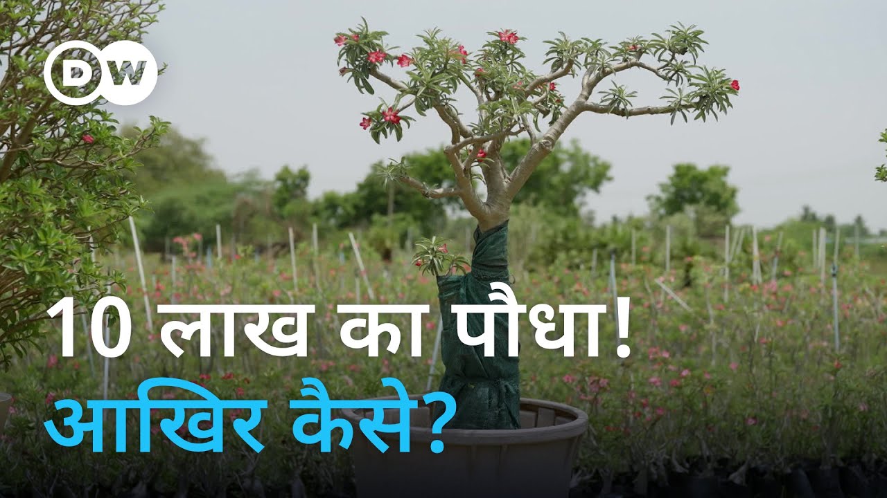 बिना खाद उगने वाला 'रेगिस्तान का गुलाब' [Tamil Nadu: Growing rare desert roses 'Adenium Arabicum']
