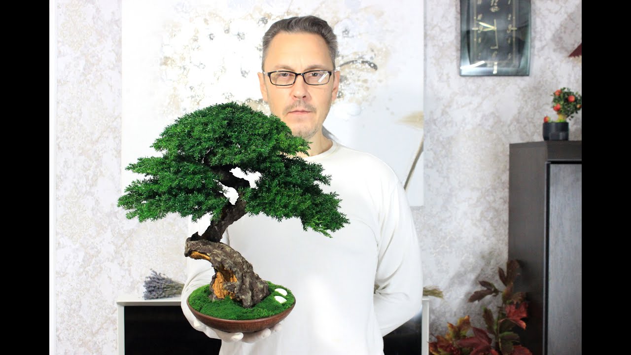 Preserved mini Bonsai Tree - simply the best decor for your interior! 14,96