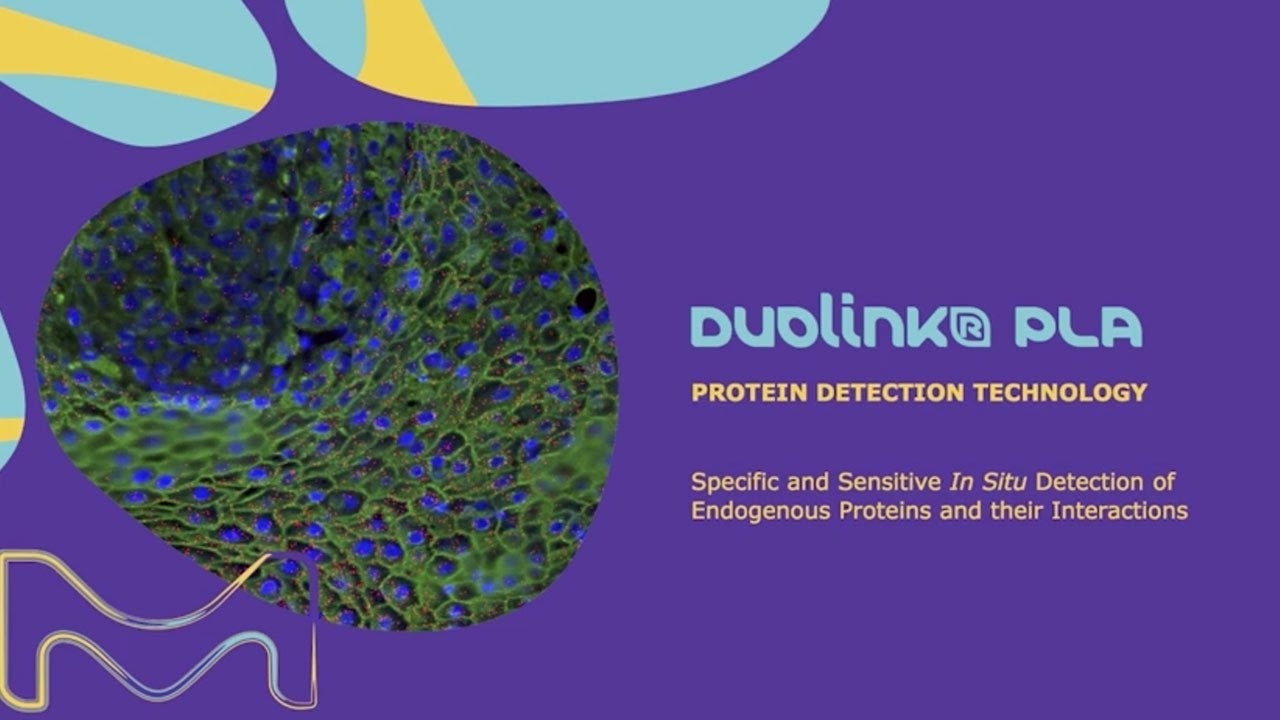 Duolink® PLA  Protein Detection Technology