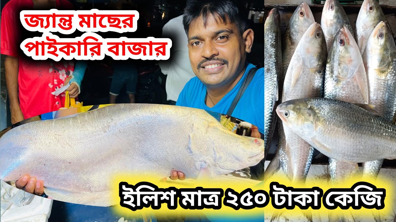 Fish wholesale market in nilganj || নীলগঞ্জ মাছের আড়োতে ইলিশ মাছের দাম কোমে গেল #fishmarket 