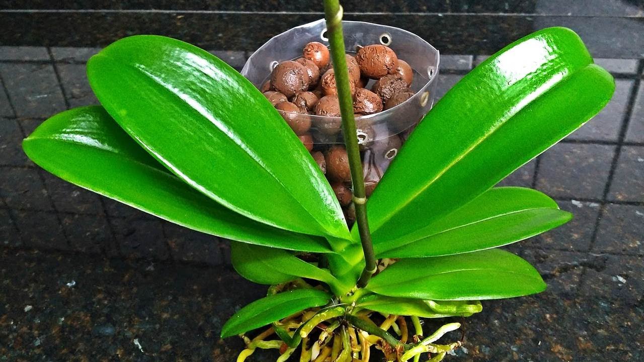 Como plantar Phalaenopsis em vaso de  garrafa PET com reservatório | JD Orquídeas