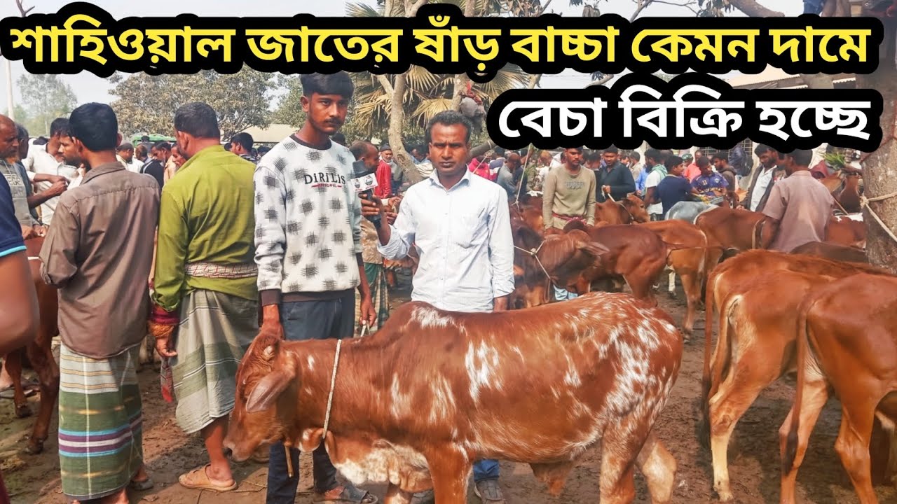 ১২ফেব্রুয়ারি ২০২৬| ফিরে দেখা আমবাড়ি হাটে শাহিওয়াল বাচ্চা কেমন দাম চাচ্ছে দেখেন!