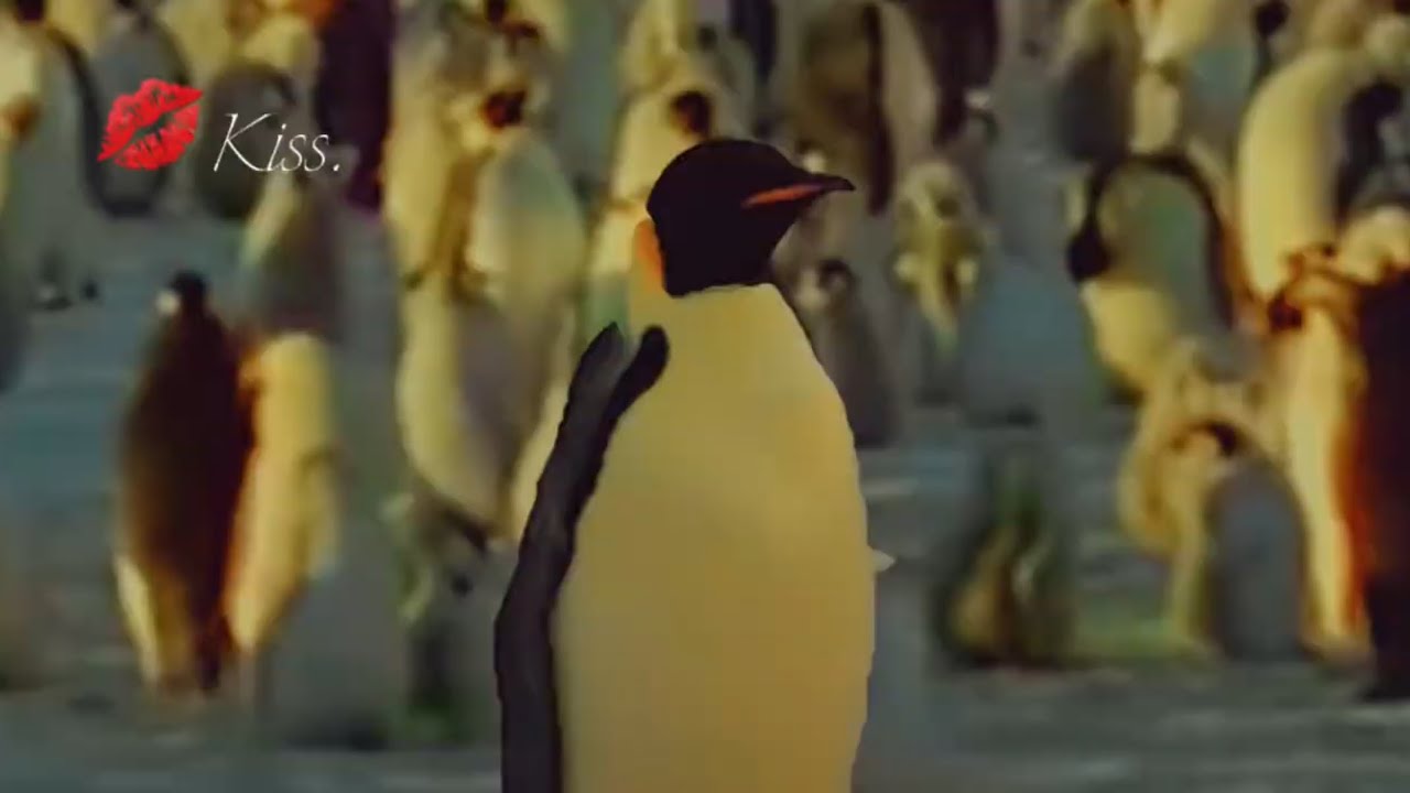 Happy Feet - Kiss & Heartbreak Hotel (Slowed + Vintage)
