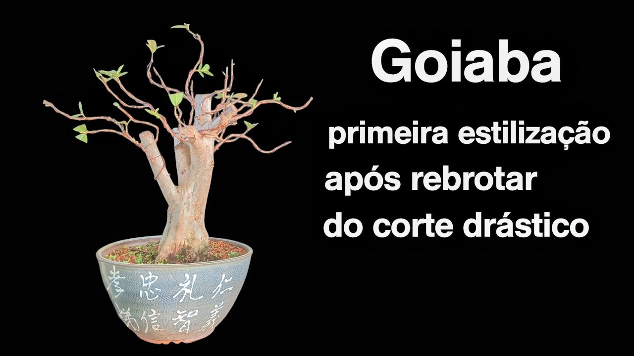 Goiabeira dicas úteis 