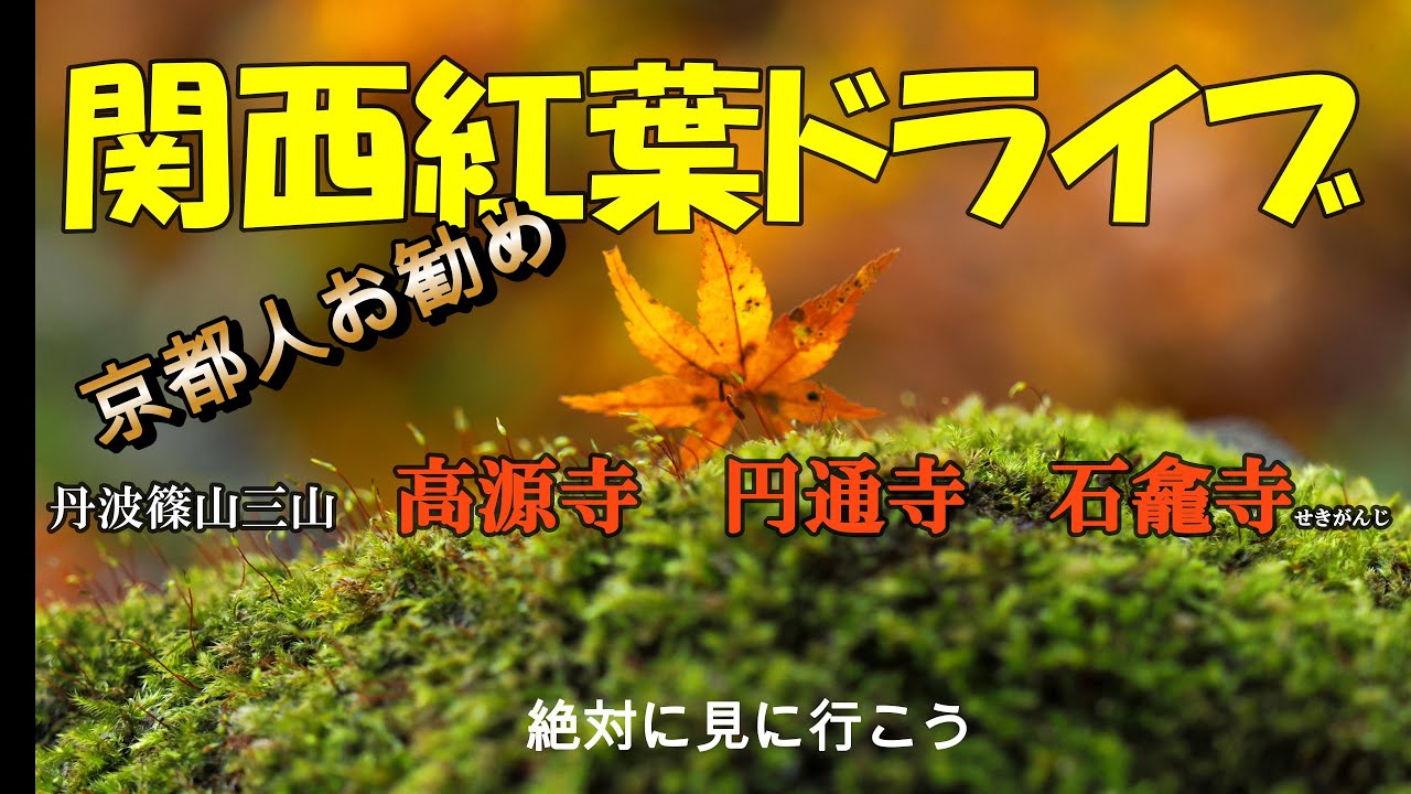 【関西紅葉ドライブ】京都人お勧め『高源寺｜円通寺』丹波篠山紅葉スポット巡り　＃京都＃京都観光#紅葉#ドライブ#vlog