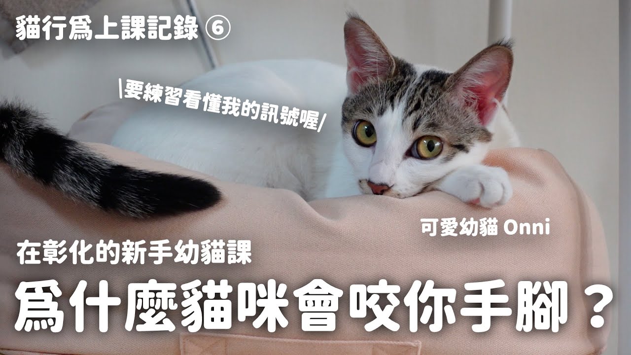 為什麼貓咪會咬你手腳？怎麼改善？全解析！新手幼貓課程｜貓行為訓練師温温｜上課記錄 EP6