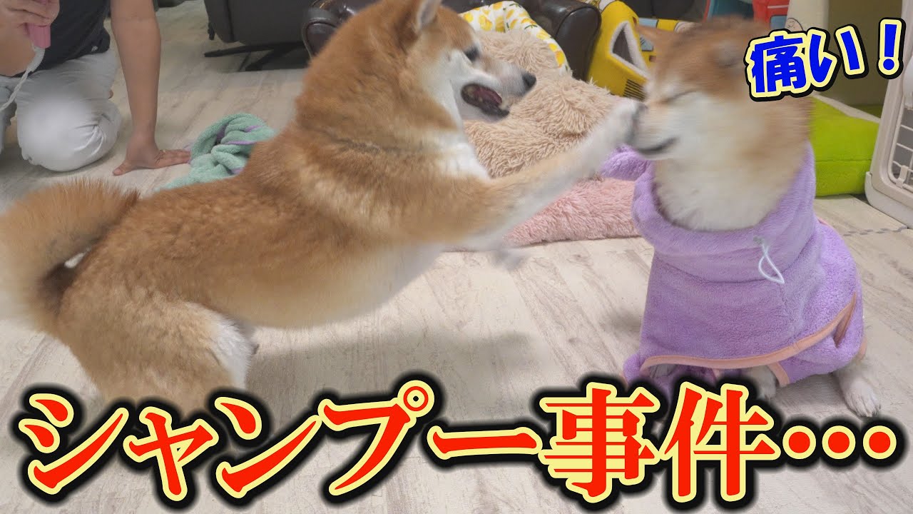 大嫌いなシャンプーをしたら、狂ったように騒ぎ出した柴犬・・・